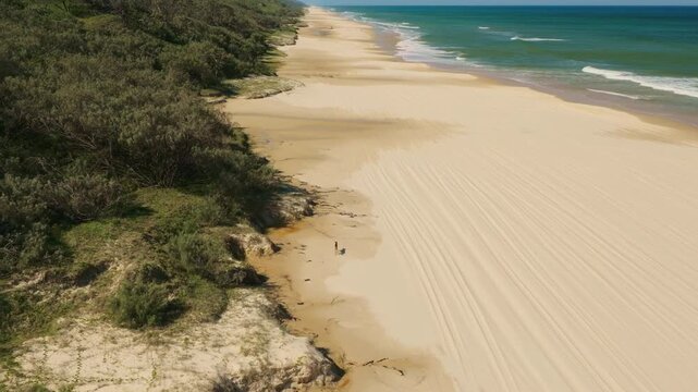 Aerial Flyover Wild Dingo Animal Walking On Sandy Beach Fraser Island KGari, Australia 4K Drone