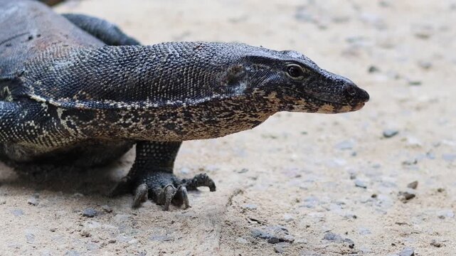 Close Up Profile of a Large Monitor Lizard Crawling on Sand