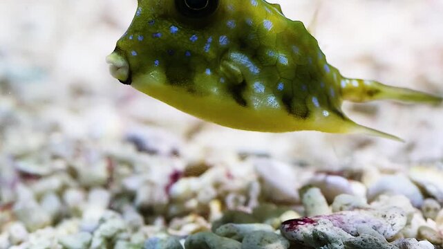 Close-Up of Spotted Boxfish Over Gravel