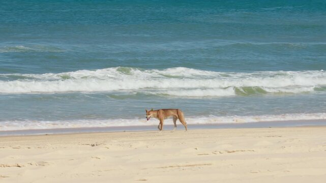 Slow Motion Wild Dingo Dog Walking On Fraser Island KGari Sand Beach, 4K Queensland Australia