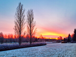 January 1st daybreak with bare trees against sunrise sky.