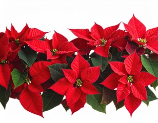 Vibrant, close-up view of red poinsettia plants with green foliage