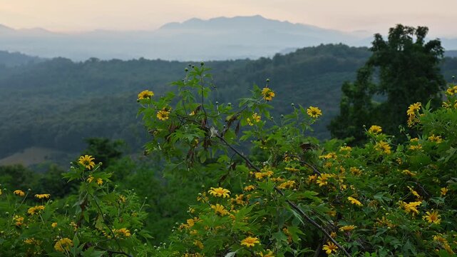 Mexican sunflower (or Tithonia diversifolia) blooming on the hill in Chiang Rai province, Thailand. The plant is harvested from the wild for local use as a medicine and fuel.