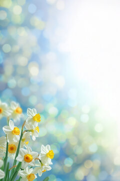 Jonquilles jaunes narcisses en fleur au printemps avec fond flou bokeh lumineux et espace n&eacute;gatif copyspace, fleur printani&egrave;re symbole renouveau nature saison mars avril &eacute;quinoxe de printemps 20 mars