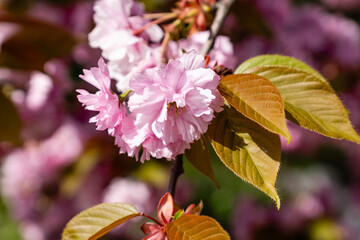 Bright pink cherry blossoms, like fluffy clouds, bloomed on branches covered with delicate leaves