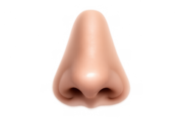 Human nose anatomy realistic rendering showing facial feature and sense of smell on transparent background