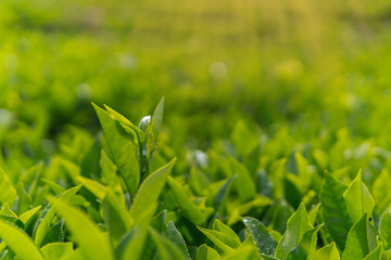 Close-up of green tea tree leaves in a fresh tea plantation mountain. Camellia Sinensis farm herbal plant background in the morning.