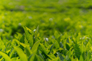 Close-up of green tea tree leaves in a fresh tea plantation mountain. Camellia Sinensis farm herbal plant background in the morning.