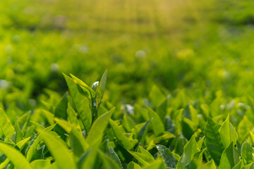 Close-up of green tea tree leaves in a fresh tea plantation mountain. Camellia Sinensis farm herbal plant background in the morning.