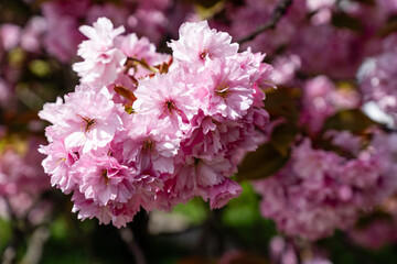 Bright pink cherry blossoms, like fluffy clouds, bloomed on branches covered with delicate leaves