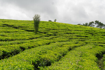 Wide view of green tea tree leaves in a fresh tea plantation mountain. Landscape of Camellia Sinensis herbal plant farm background in the morning.