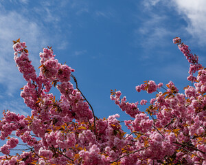 Bright pink cherry blossoms, like fluffy clouds, bloomed on branches covered with delicate leaves against blue sky