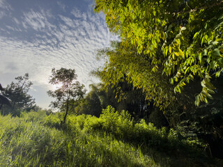 Lush foliage, green grass, and trees in a fresh morning nature. Backlight from sunlight in a clear blue sky.