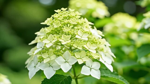 A beautiful close-up reveals a delicate cluster of fresh blossoms, showcasing a gentle transition from soft pale green buds to pristine white petals, vibrantly contrasting with a lush, blurred green b