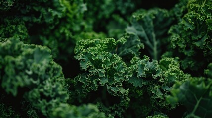 Close up of fresh green kale leaves