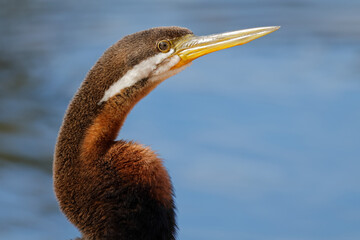 Close-up portrait of an Australasian darter (Anhinga novaehollandiae) in natural habitat, South Australia