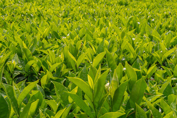 Close-up of green tea tree leaves in a fresh tea plantation mountain. Camellia Sinensis farm herbal plant background in the morning.