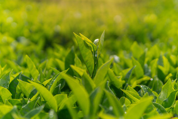Close-up of green tea tree leaves in a fresh tea plantation mountain. Camellia Sinensis farm herbal plant background in the morning.