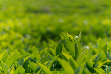 Close-up of green tea tree leaves in a fresh tea plantation mountain. Camellia Sinensis farm herbal plant background in the morning.