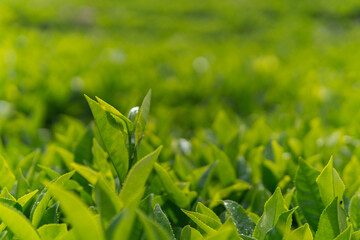 Close-up of green tea tree leaves in a fresh tea plantation mountain. Camellia Sinensis farm herbal plant background in the morning.