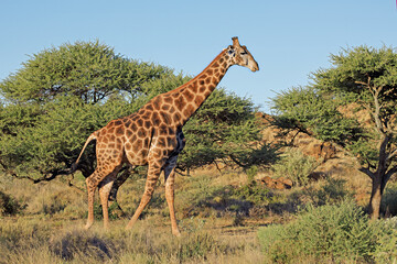 A giraffe (Giraffa camelopardalis) in natural habitat, Mokala National Park, South Africa