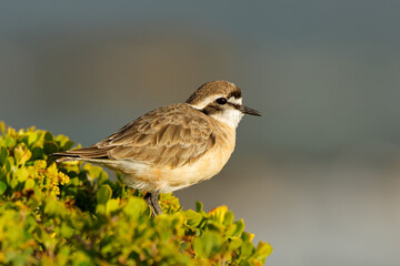 A kittlitzs plover (Charadrius pecuarius) perched on coastal vegetation, South Africa