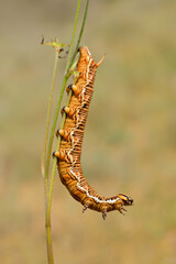 Close-up of an orange brown caterpillar on a branch in natural habitat, South Africa