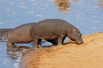 Two hippos (Hippopotamus amphibius) on land, Kruger National Park, South Africa