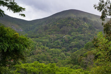 Atlantic Forest regrowth in Petropolis near housing area © AlessandraRC