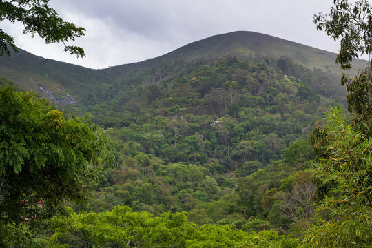 Atlantic Forest regrowth in Petropolis near housing area