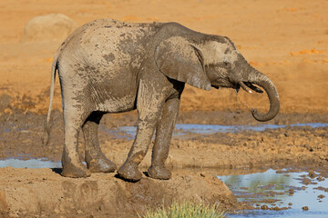 A young African elephant (Loxodonta africana) drinking water, Chobe National Park, Botswana