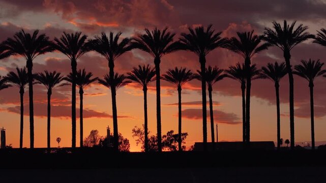 Arcadia-Mall_20250515_palm-tree-silhouette_20240315185454_0008