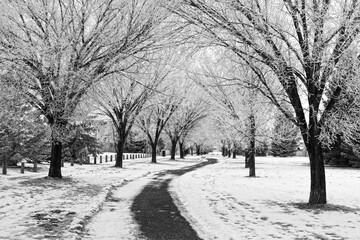 Urban Greenbelt in Winter