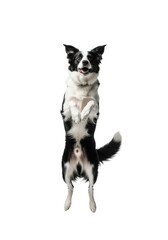 Obraz premium Purebred black and white border collie dog leaping exuberantly mid-air, frozen motion, low angle, sharp focus on eyes, crisp studio light against a transparent background, concept of powerful canine