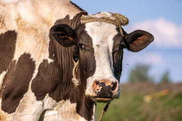 Black and white cow on green meadow in sunny spring day. The cow is grazing in the meadow. Farming. Grazing.