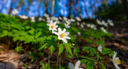 Spring white flowers in the forest. Anemone flower meadow in the forest. White anemone flowers. Wood anemone. Beautiful field of wild flowers.
