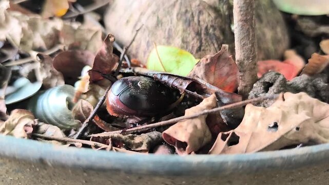 rhinoceros beetle or Dynastinae, among piles of dry leaves