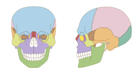 Color-Coded Anatomical Diagram of the Skull from Frontal and Lateral Views (Educational and Medical Use English label)