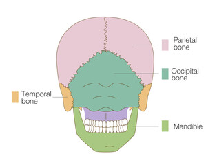 Color-Coded Anatomical Diagram of the Skull from a Posterior View (Educational and Medical Use, English Labels)