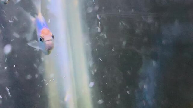 GloFish tetra fish, swimming in the aquarium