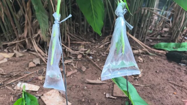 water in plastic, tapped from the stem of the galangal plant