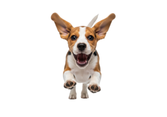 tri-color beagle puppy caught mid-air, running toward the camera with a joyful open mouth and flying ears, isolated on a transparent studio background. dynamic pet action shot concept