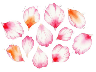 Watercolor rose petals isolated on transparent background