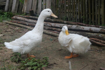 Geese are social waterfowl known for strong family bonds, loud calls, migration, and territorial...