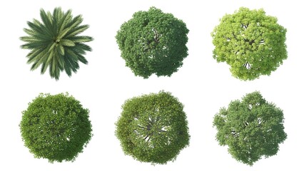 Diverse collection of isolated green trees and lush foliage from a top-down perspective, perfect for architectural plans and landscape design projects