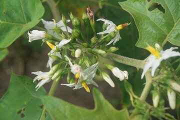 Solanum torvum is a tropical shrub producing edible berries, used medicinally, nutritionally, and agriculturally worldwide.