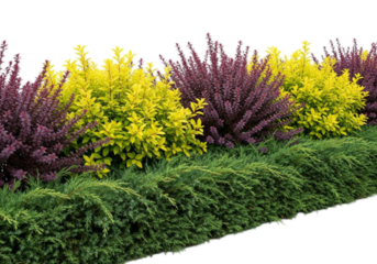 Decorative Garden Shrubs Border With Purple And Yellow Foliage, isolated on transparent cutout background, cut out, png