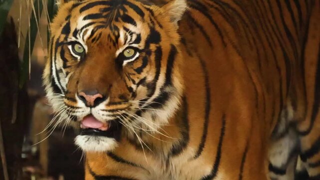 Sumatran Tiger Walking Through Tropical Foliage in Natural Sunlight
