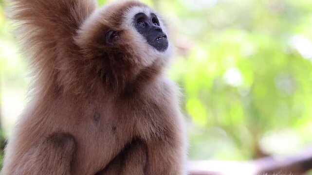Close Up Profile of a Lar Gibbon Looking Around in Nature