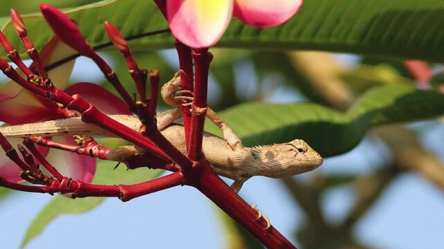 Oriental Garden Lizard Resting on a Pink Frangipani Flower Branch